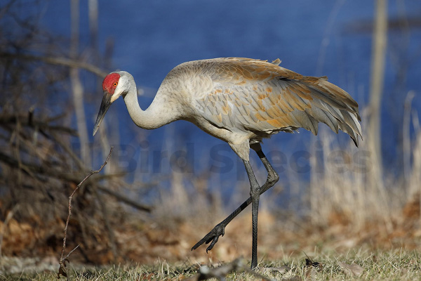 Why the Sandhill Crane is Not a Suitable Game Species - Michigan Audubon
