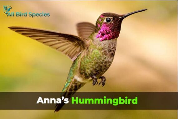 Discover Types Of Hummingbirds In Virginia With Pictures