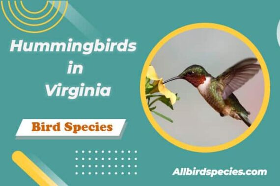 Discover Types Of Hummingbirds In Virginia With Pictures