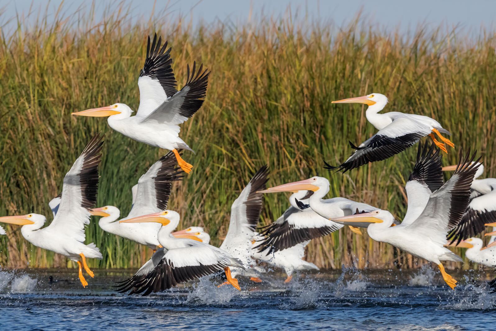 American White Pelican All Bird Species