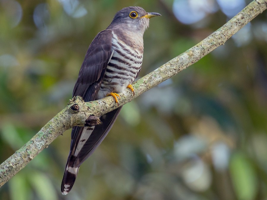 Indian Cuckoo All Bird Species