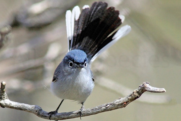 Blue-gray Gnatcatcher