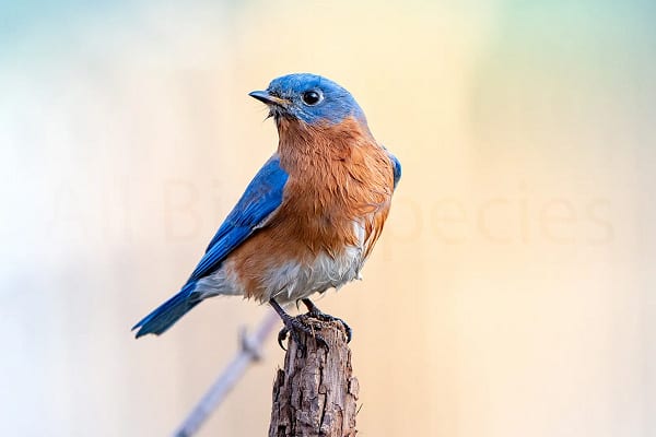 Bluebirds