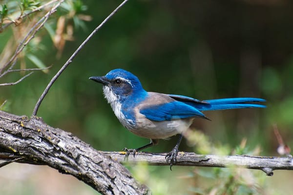 California Scrub-Jay