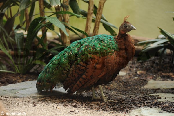 Congo Peacock