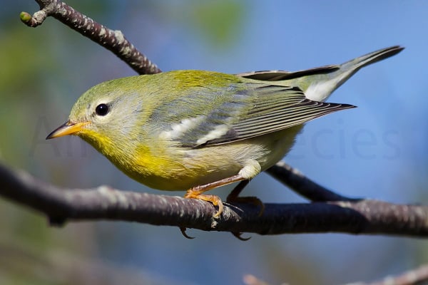 Northern Parula