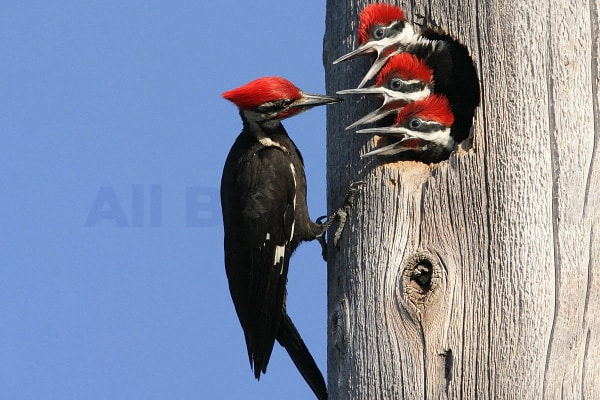 Pileated Woodpecker in texas
