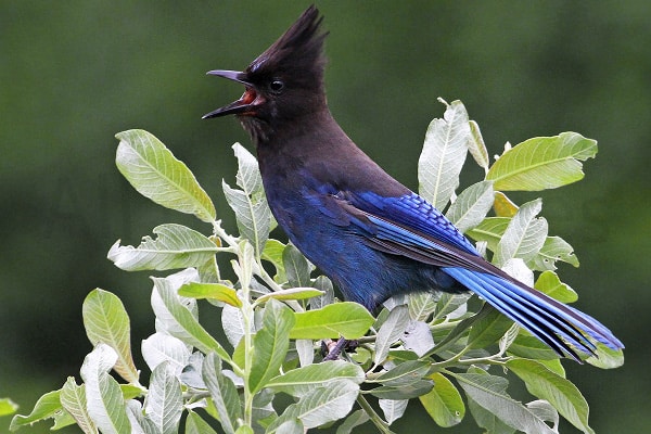 Steller’s Jay