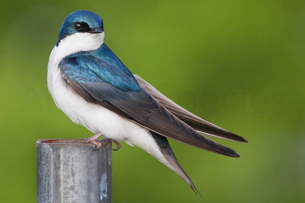 Tree Swallow