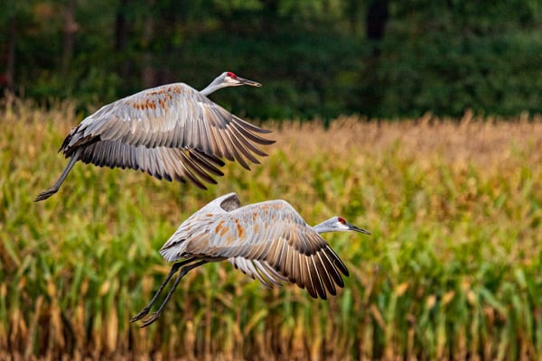 Whooping Cranes in Michigan