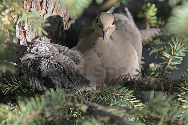 mourning doves