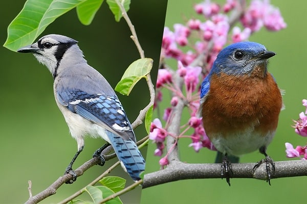 Blue Jay vs Bluebird