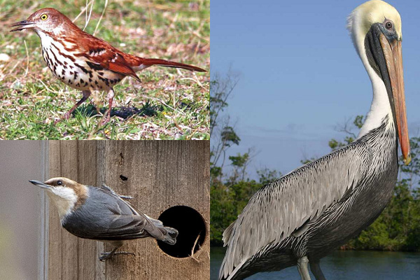 Brown Thrasher, Brown-Headed Nuthatch, and Brown Pelican