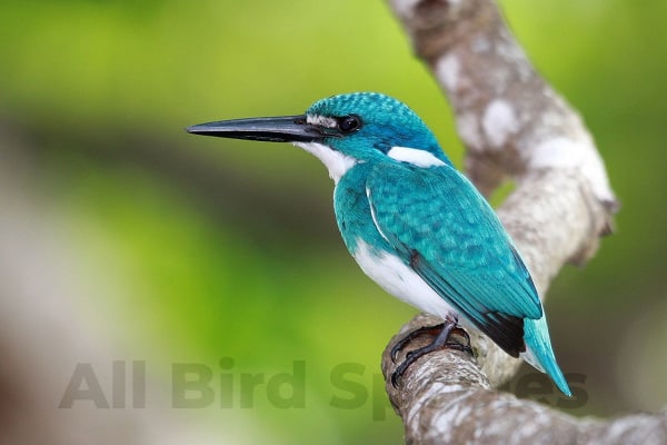 Cerulean Kingfisher (Alcedo coerulescens)