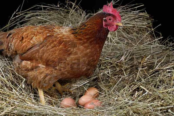 Chickens Stop Laying Eggs