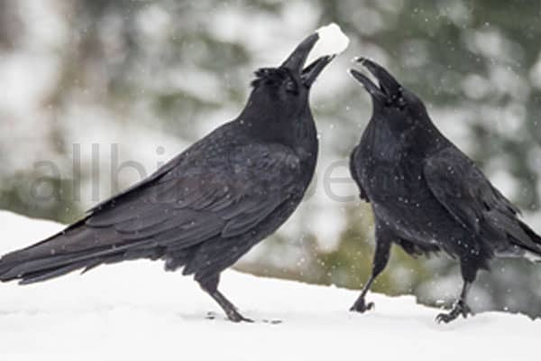 Communication Among Crows
