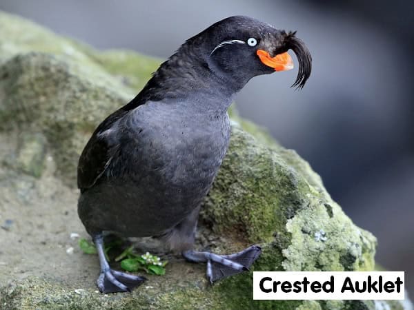 Crested Auklet