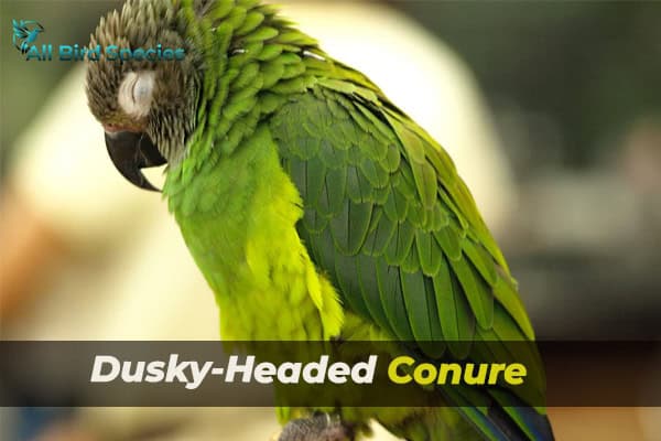 Dusky-Headed Conure