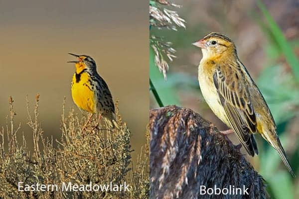 Eastern Meadowlark and Bobolink