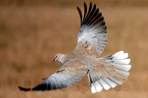 Eurasian Collared-Dove