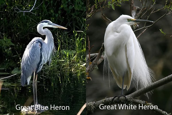 Great Blue Heron and Great White Heron