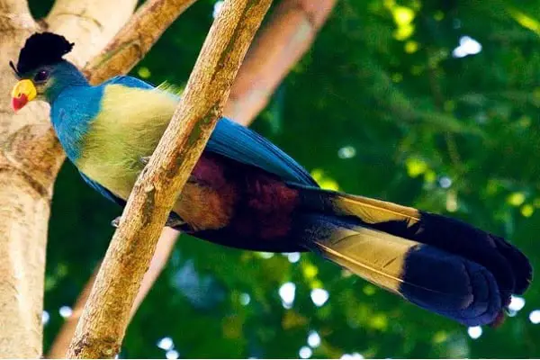 Great Blue Turaco