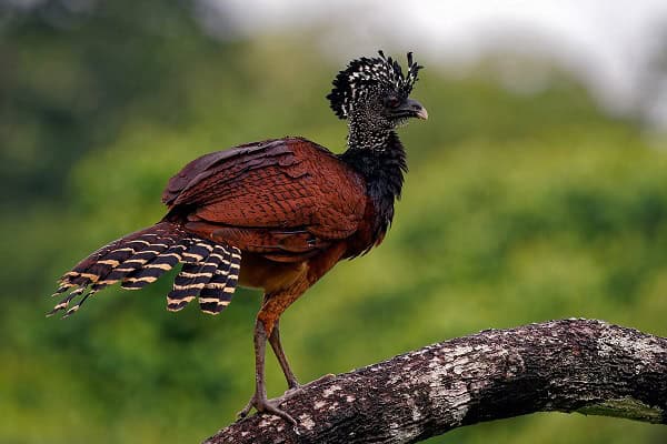 Great Curassow