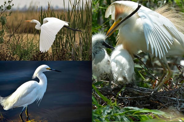 Great Egret, Snowy Egret, and Cattle Egret