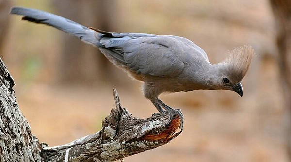 Grey Go-Away-Bird