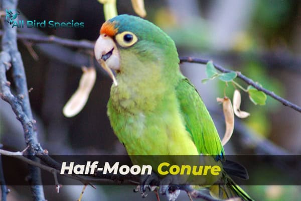 Half-Moon Conure