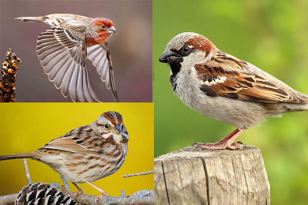 House Finch, House Sparrow, and Song Sparrow
