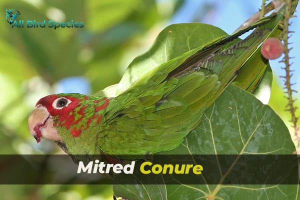 Mitred Conure