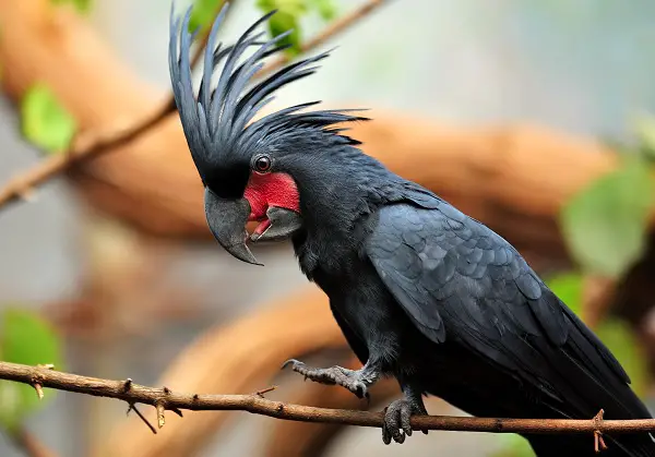 Palm Cockatoo