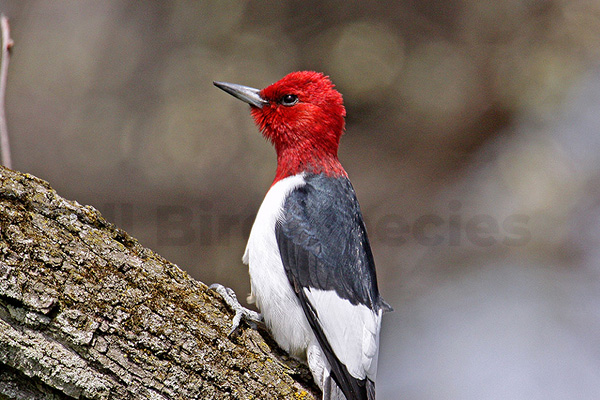 Red-headed Woodpecker in Texas