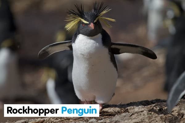 Rockhopper Penguin