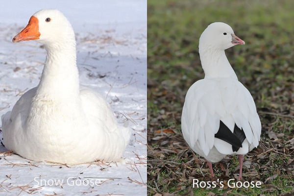 Snow Goose and Ross's Goose