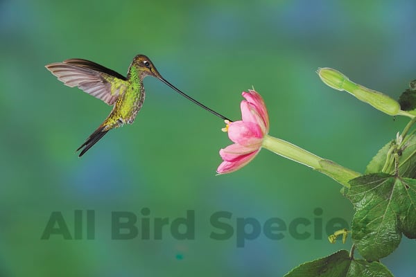 Sword-Billed Hummingbird (Ensifera Ensifera)