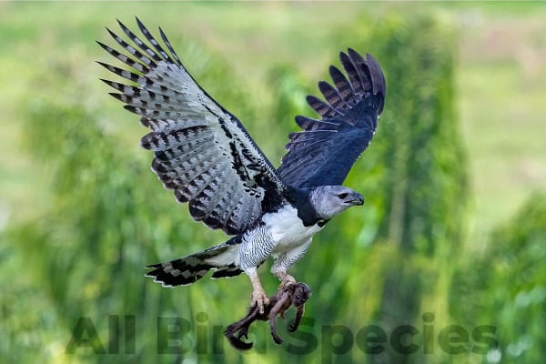  Harpy Eagle