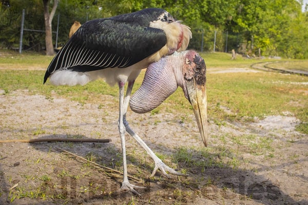  Marabou Stork