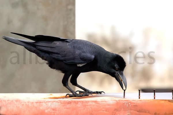 can crows talk if you split their tongue