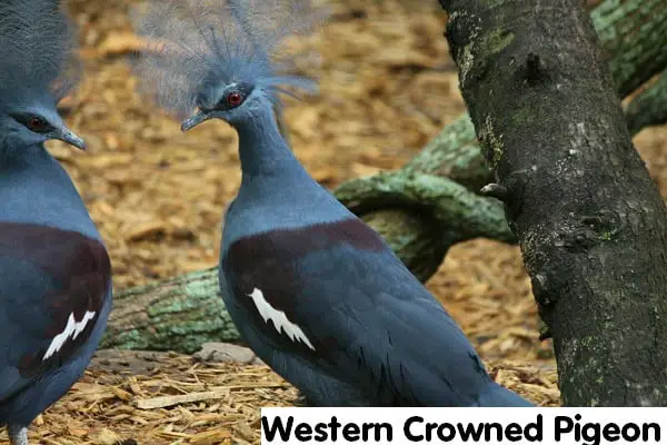 Western Crowned Pigeon