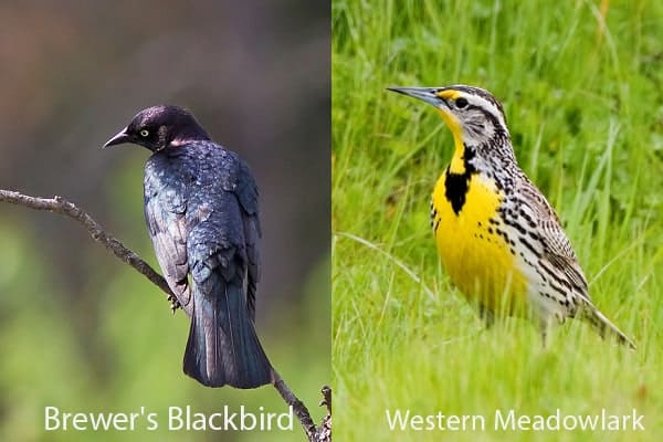 Western Meadowlark and Brewer's Blackbird