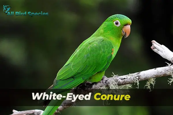 White-Eyed Conure