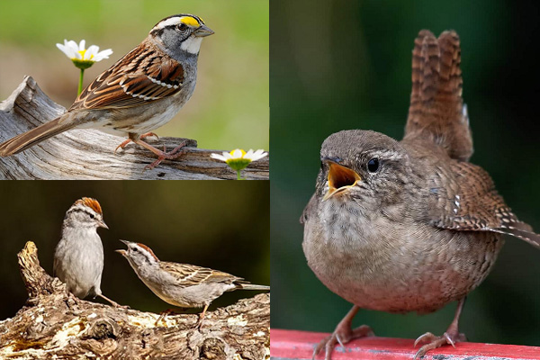 White-Throated Sparrow, Chipping Sparrow, and House Wren