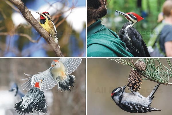 Woodpeckers in Alabama