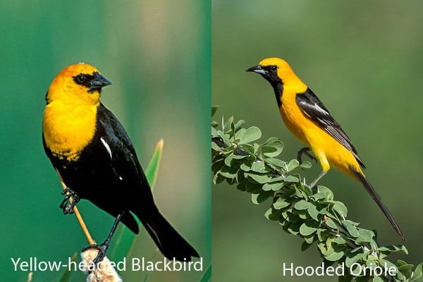 Yellow-headed Blackbird and Hooded Oriole