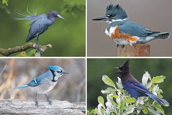blue-colored-birds