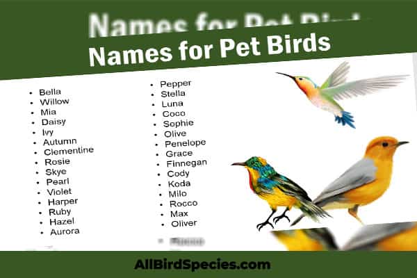 cool bird names species