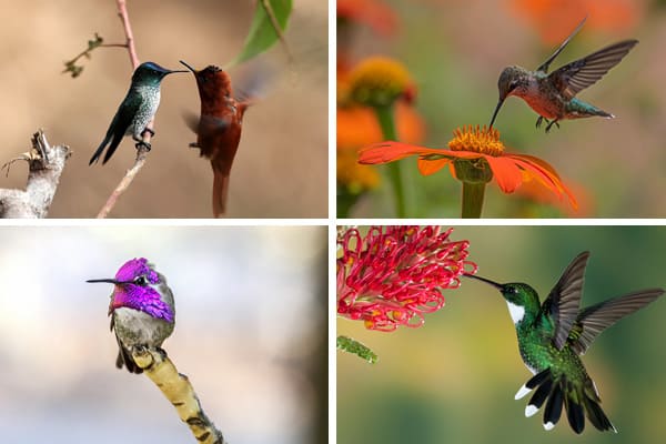 facts about hummingbird