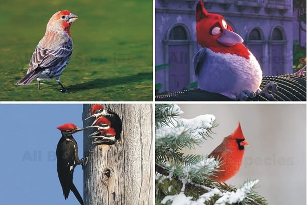 small birds with red heads
